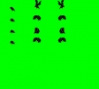 crow1
