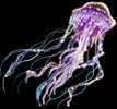 Jellyfish