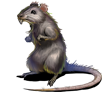 Rat