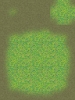 014-G2_Swamp03
