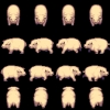 155-Animal05