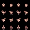 chicken